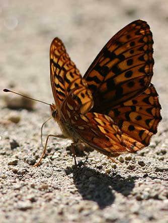 Hydaspe fritillary butterfly picture - Speyeria hydaspe