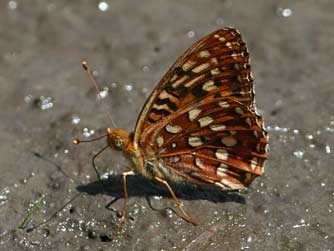 Hydaspe Fritillary Butterfly
