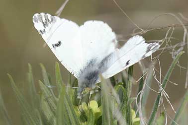 Picture of a Large Marble butterfly, with white overscaling on black markings