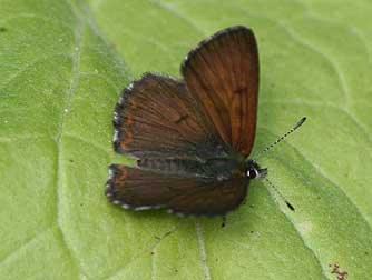 Mariposa Copper Butterfly - Lycaena mariposa