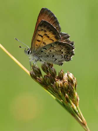 Picture of Mariposa Copper butterfly or Lycaena mariposa