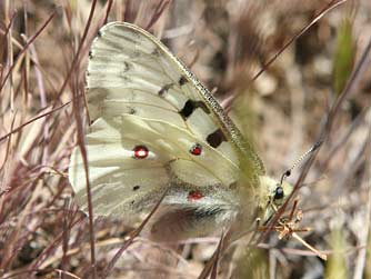 Mountain parnassian butterfly picture or Parnassius smintheus