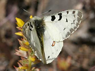 Mountain parnassian butterfly with transparent wing margin, nectaring on its host plant, stonecrop