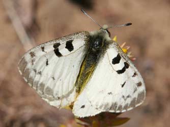 Mountain parnassian - white butterfly with transparent wing margins