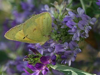 Picture of a male orange sulphur butterfly