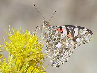 Rabbitbrush flower picture with painted lady butterfly