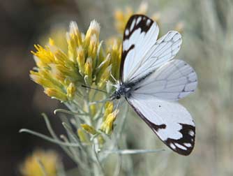 Pine white butterfly nectaring on gray rabbitbrush