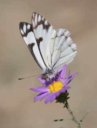 Pine white butterfly nectaring on an invasive knapweed flower