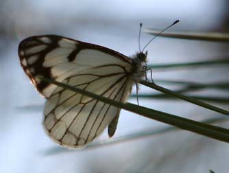 Pine white butterfly landing on ponderosa pine needles