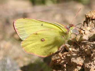 Male pink-edged sulphur butterfly picture