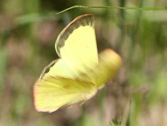 Picture of a Pink-edged sulphur butterfly flying