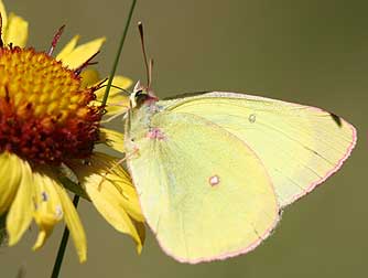 Pink-edged sulphur butterfly - Colias interior