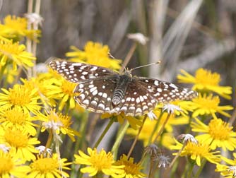 Sagebrush checkerspot butterfly picture - Chlosyne acastus