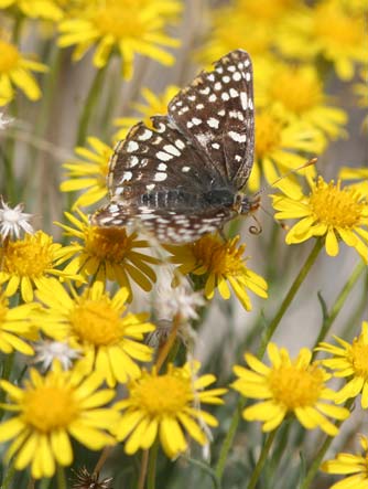 Northern checkerspot butterfly nectaring on desert yellow daisy
