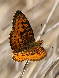 Silver bordered fritillary butterfly picture - Boloria selene
