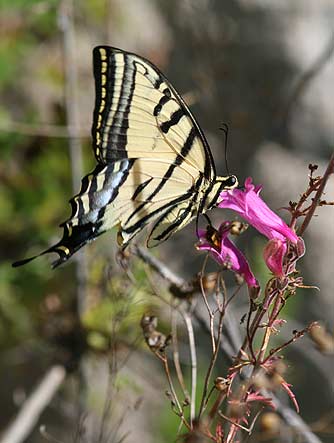 Two-tailed swallowtail butterfly - Papilio multicaudata nectaring on cutleaf penstemon