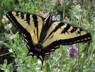Western tiger swallowtail or Papilio rutulus, nectaring on purple sage