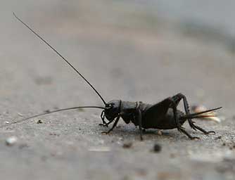 Picture of a male black field cricket