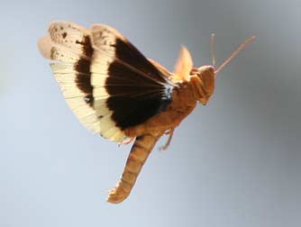 Carolina grasshopper male showing black and yellow wings