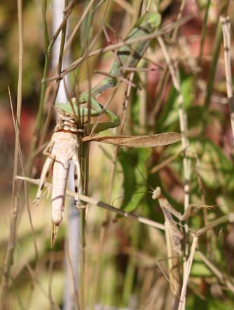 Picture of a tan praying mantis catching large locust