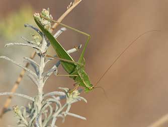 Picture of a female fork-tailed bush katydid