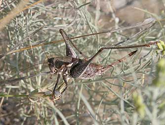Picture of a female coulee cricket or Anabrus longipes in August