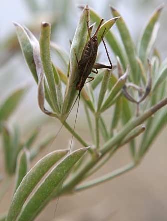 Picture of a female tree cricket on parsnip-flowered buckwheat