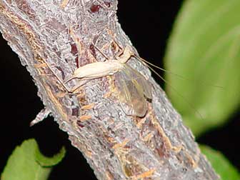 Male tree cricket picture - singing on a plum tree