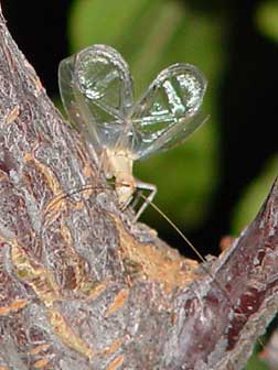 Male tree cricket picture - singing