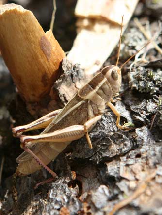 Two-striped grasshopper or Melanoplus bivittatus
