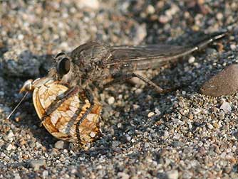 Robber fly pictures and information