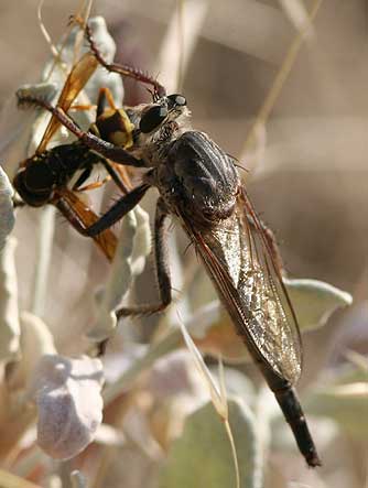 Robber fly consuming a golden paper wasp