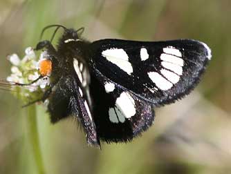 Picture of Riding's Forester Moth, Alypia ridingsi