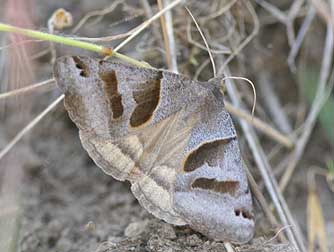 Forage looper Moth - Caenurgina erechtea