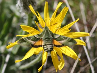 Picture of Clark's day sphinx moth showing green and orange wing pattern, visiting Modoc hawksbeard flowers near Reecer Creek, WA