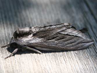 Picture of snowberry sphinx moth or Sphinx vashti