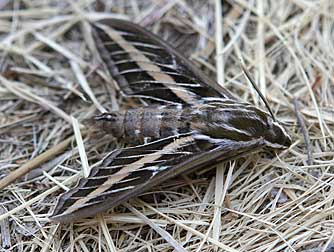 White-lined sphinx moth - Hyles lineata