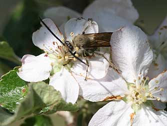 wasp pollination