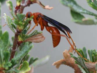 Eastern Washington wasps