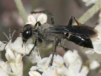 Picture of a black grasshopper hunter wasp or prionyx