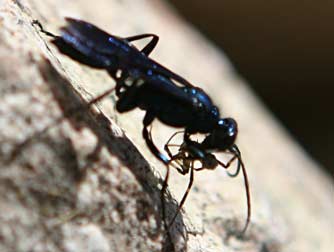 Picture of a blue mud dauber wasp or chalybion californicum with spider prey