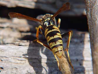 Picture of a golden paper wasp chewing wood