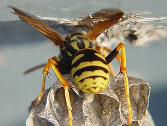 Picture of a golden paper wasp nest