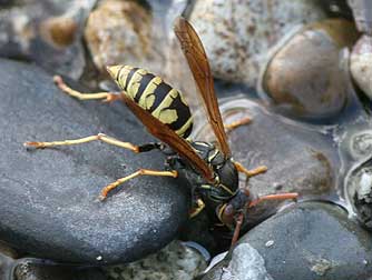 Golden paper wasp or Polistes wasp