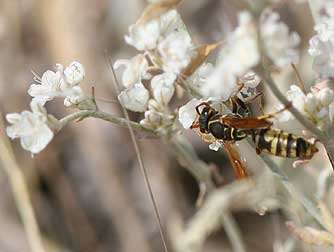 Picture of a golden paper wasp nectaring on snow buckwheat