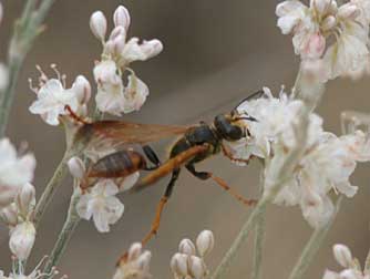 Picture of a grass-carrier wasp or Isodontia elegens