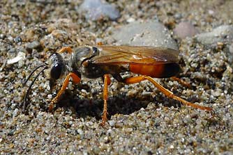 Great golden digger wasp or Sphex ichneumoneus