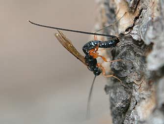 Ichneumonid wasp hunting wood-boring insect larvae in Douglas fir
