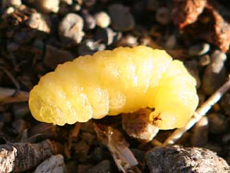 Picture of a mud dauber larva