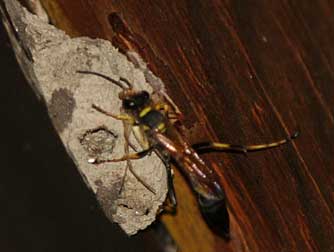 Black and Yellow mud dauber wasp with nest